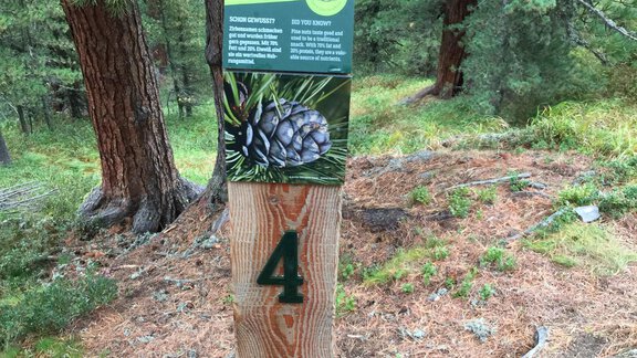 Stone pine forest - Nicole Klotz