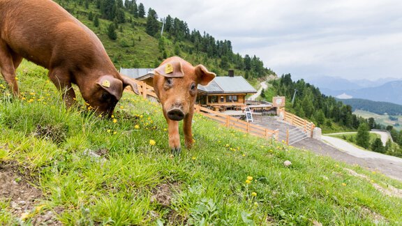 Animal inhabitants on the Balbach Alm - Ötztal Tourismus Büro Oetz