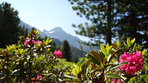 Alpenrosenblüte Hochoetz - Ötztal Tourismus Büro Oetz