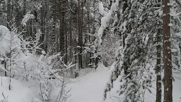 Wandern im Wald - Ötztal Tourismus Büro Oetz