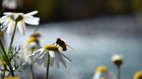 Natur - Ötztal