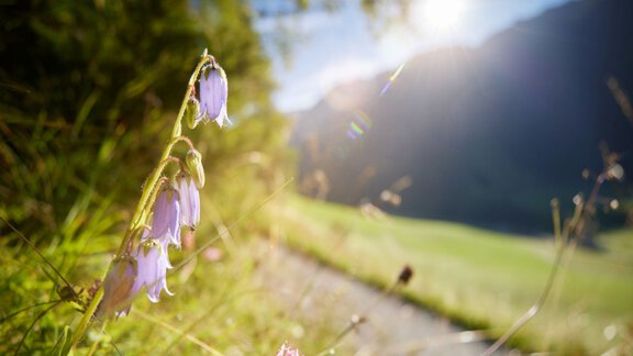 Bergmahderweg - Landschaft - Blumen - Ötztal