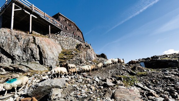 Sheep drive at the Similaun Hut - Bianca Klotz