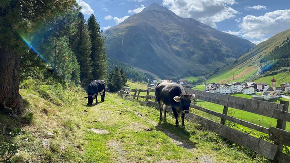Wind cows - Nicole Klotz