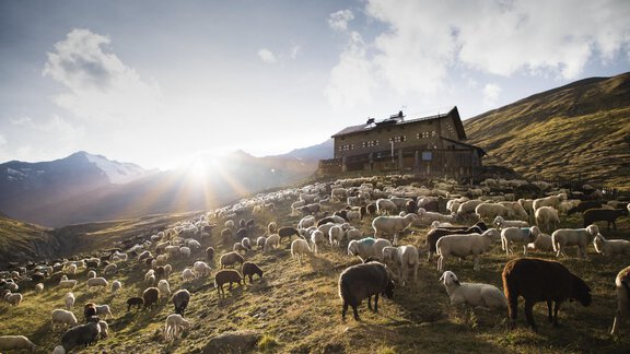 A picturesque mountain landscape with many sheep grazing. In the background, there is a small hut and the sun is shining through the clouds. - Hotel Alt Vent - Tyrol - Vent