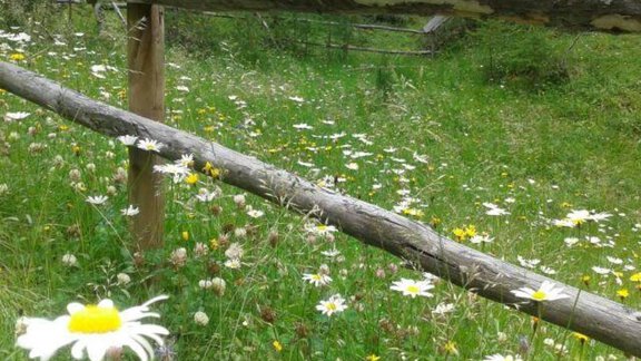 Sommerblumenwiese Obergurgl - Inka Walter-Greiffenhagen Apartment - Obergurgl 
