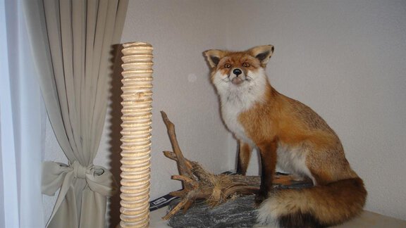 A mounted fox sits on a piece of wood. In the background, a scratching post and a curtain are visible. - Haus Elisabeth - Vent