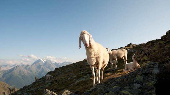 A group of sheep stands on a mountain with a picturesque landscape in the background. The surroundings are cool and mountainous, under a clear sky. - Hotel Alt Vent - Tyrol - Vent