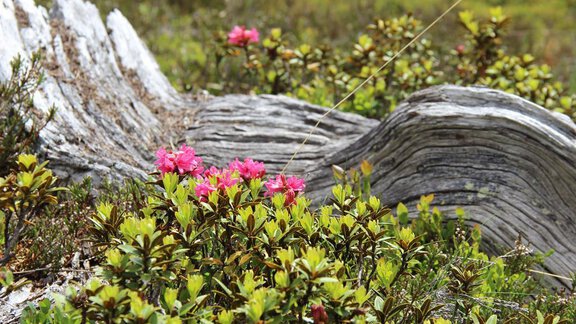 Sommer Impression - Alpenhotel Laurin - Hochgurgl