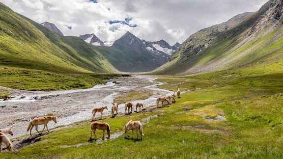Pferde - Das Apart Rauch - Obergurgl 